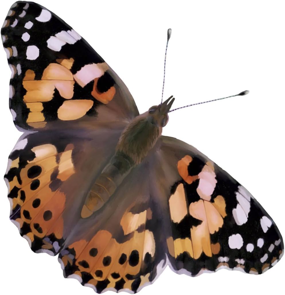 Insect Lore Butterfly Garden Kit, Painted Lady Butterfly Kit with Voucher for Live Caterpillars, Butterfly Habitat, STEM Journal & More Visit the Insect Lore Store