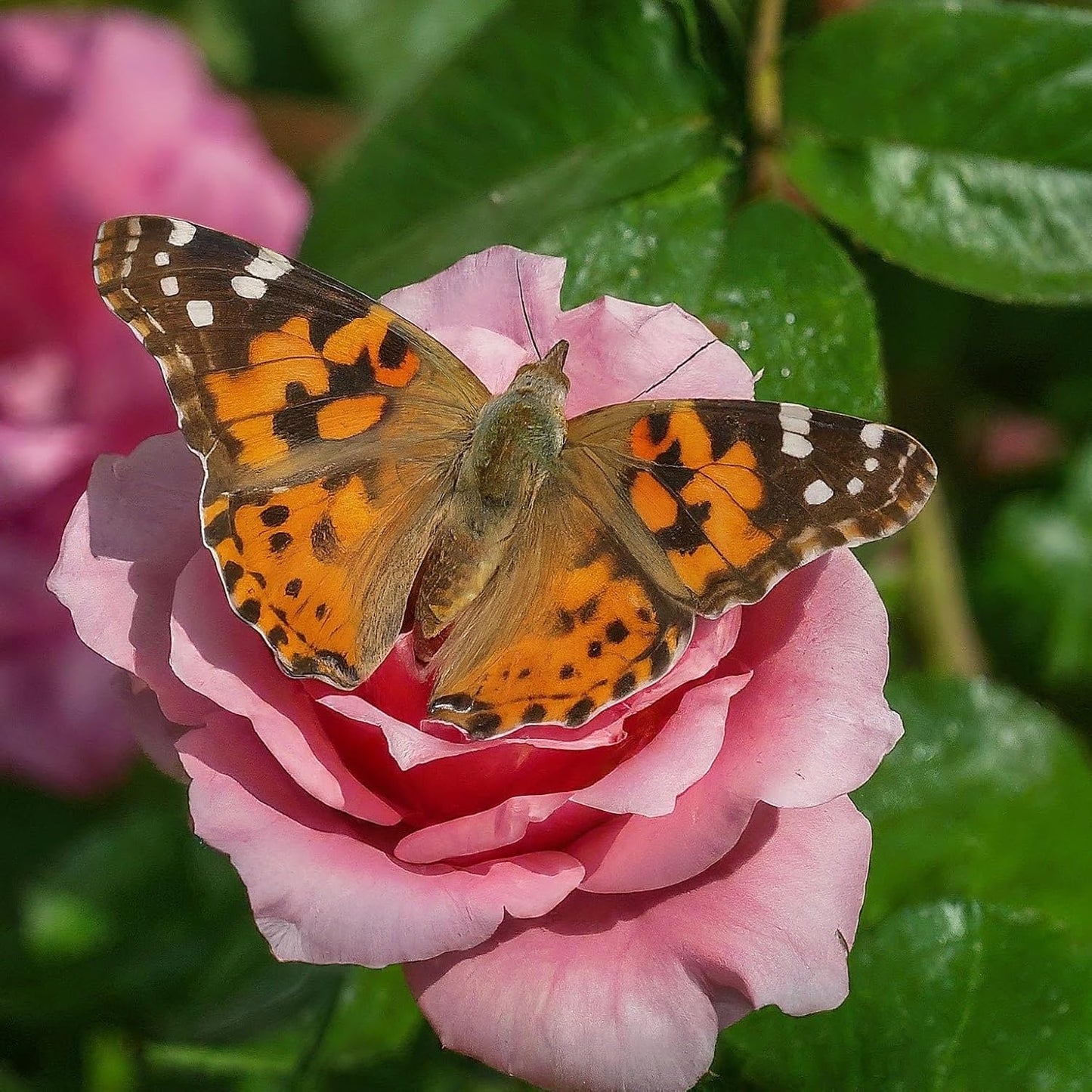 Insect Lore Butterfly Garden Kit, Painted Lady Butterfly Kit with Voucher for Live Caterpillars, Butterfly Habitat, STEM Journal & More Visit the Insect Lore Store